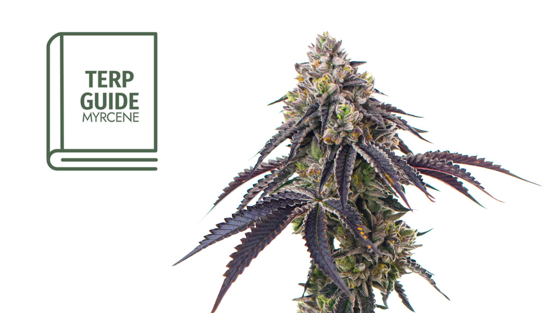 What is Myrcene